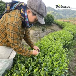 TeaSource Black Tea<Balloon Flower | Black Tea