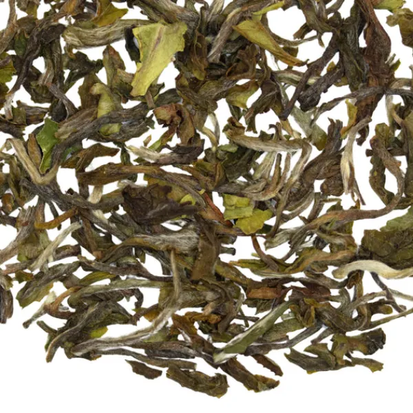 TeaSource Black Tea<Celestial Monarch Darjeeling 1st Flush | Black Tea