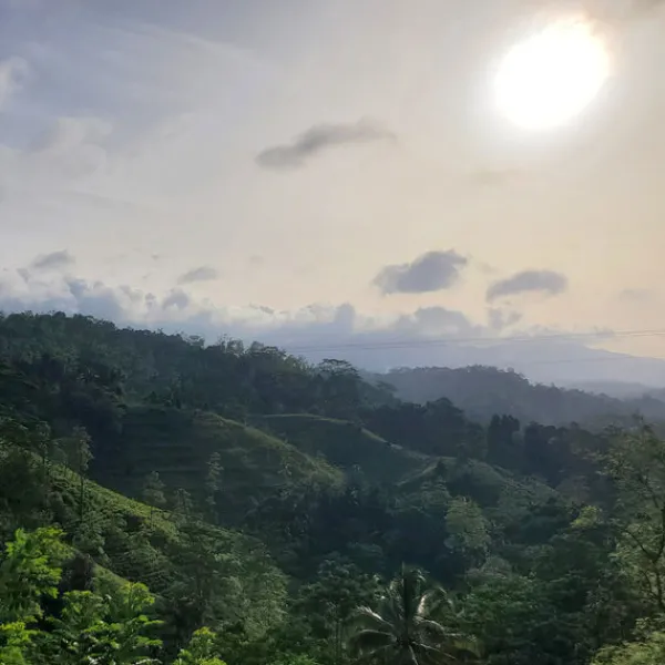 TeaSource Black Tea<Ceylon Burning Sun | Black Tea