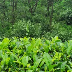 TeaSource Black Tea<Ceylon Clipper Ship | Black Tea