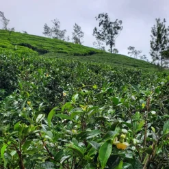TeaSource Black Tea<Ceylon Peacock Feather | Black Tea