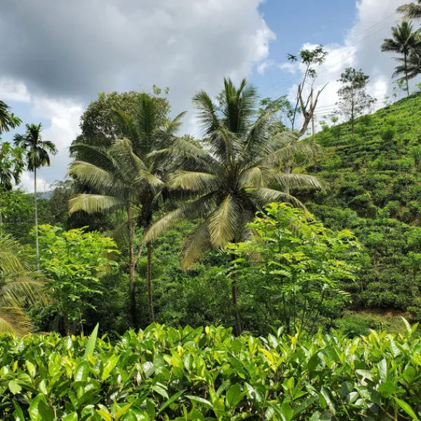 TeaSource Green Tea | Black Tea<Ceylon Rainforest Green Tea