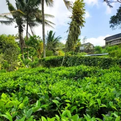 TeaSource Black Tea<Ceylon Seafarer | Black Tea