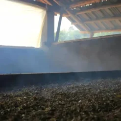 TeaSource Dark Tea<Dark Night Dragon Pearls | Dark Tea