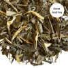 TeaSource Green Tea<Decaf Green Mango | Green Tea