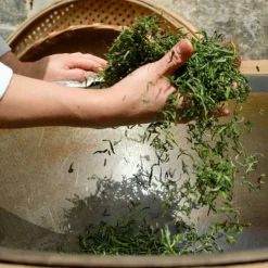 TeaSource Green Tea<Fibonacci Spiral | Green Tea