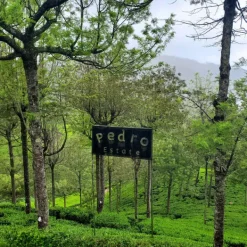TeaSource Black Tea<Foggy Mountain Ceylon | Black Tea