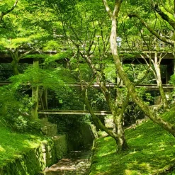 TeaSource Green Tea<Gazebo Gyokuro | Green Tea