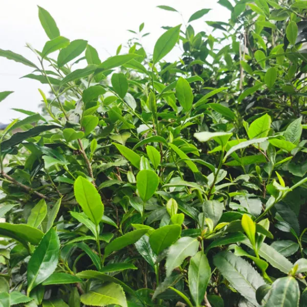 TeaSource Oolong Tea<Green Garden Tieguanyin | Oolong Tea