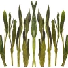 TeaSource Green Tea<Jade Pillar | Green Tea