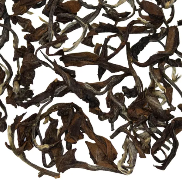 TeaSource Oolong Tea<Nocturnal | Oolong Tea