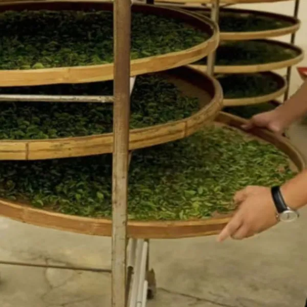 TeaSource Oolong Tea<Nocturnal | Oolong Tea