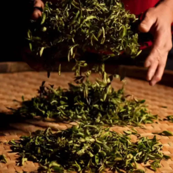 TeaSource Oolong Tea<Nocturnal | Oolong Tea