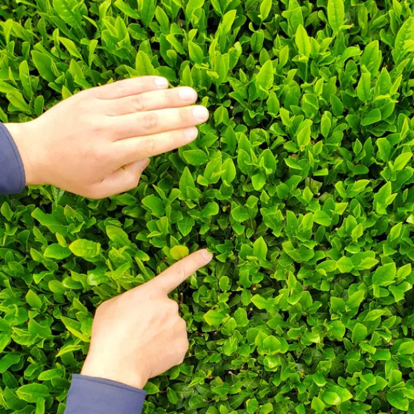 TeaSource Green Tea<Origami Hojicha | Green Tea