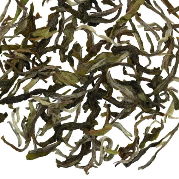 TeaSource Black Tea<Satin Swiftlet Darjeeling 1st Flush | Black Tea