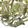 TeaSource White Tea<Snapdragon | White Tea