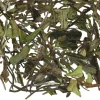 TeaSource White Tea<Spring Chicken | White Tea