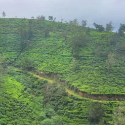 TeaSource Black Tea<The Winding Roads of Ceylon | Black Tea