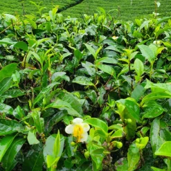 TeaSource Black Tea<The Winding Roads of Ceylon | Black Tea