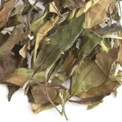 TeaSource White Tea<Trail Rider | White Tea