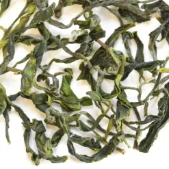 TeaSource Green Tea<Wildcat | Green Tea