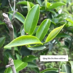 TeaSource Green Tea<Wildcat | Green Tea