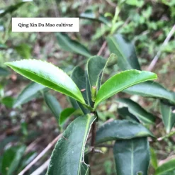 TeaSource Green Tea<Wildcat | Green Tea