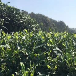 TeaSource White Tea<Wildflower White Tea