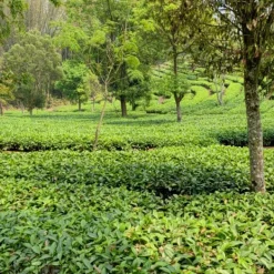 TeaSource Green Tea<Yellow Mountain Top | Green Tea